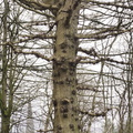 Spiky, hairy tree