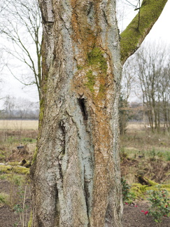Lichen on a tree