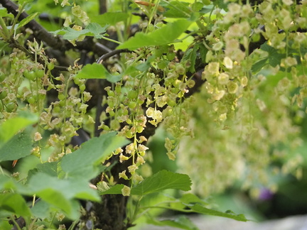 Currant flowers
