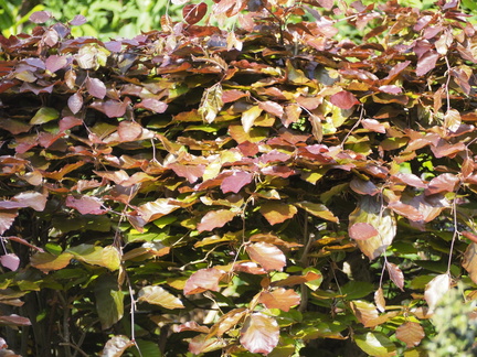 Purple beech