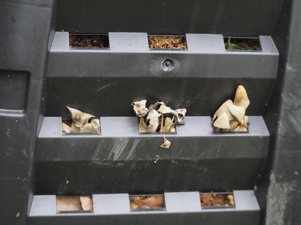 Mushrooms on the compost bin