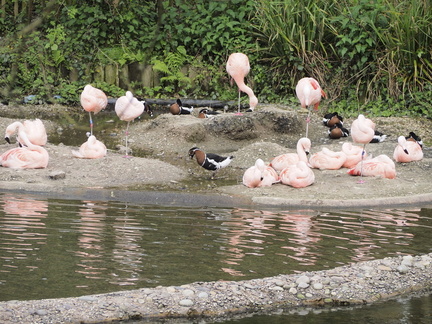 Flamingoes and red-breasted geese
