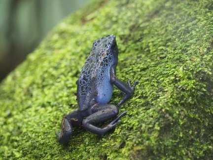 Colourful frogs