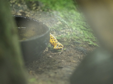 Colourful frogs