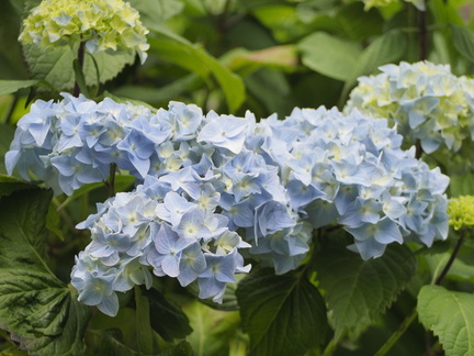 Hydrangea