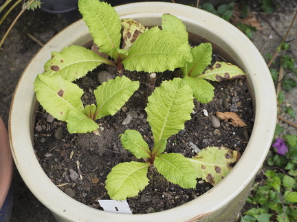 Japanese primrose