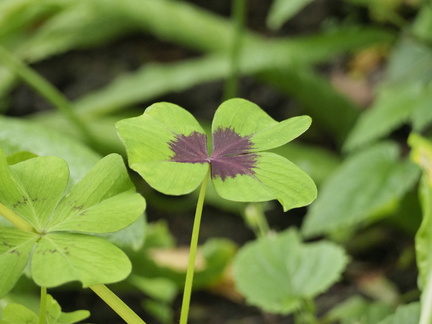 Oxalis