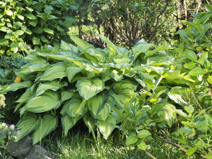 Hosta