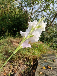 Gladioli