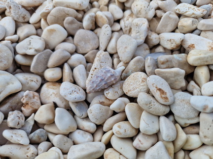 Pebbles and shells