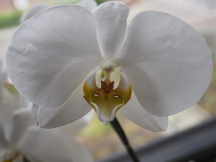 Phalaenopsis