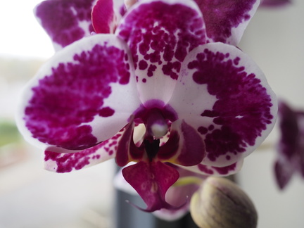 Phalaenopsis