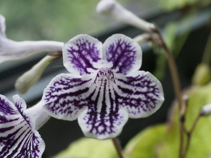 Streptocarpus