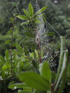 Cobweb