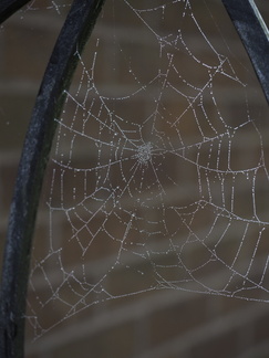 Cobweb