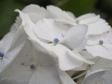 Hydrangea