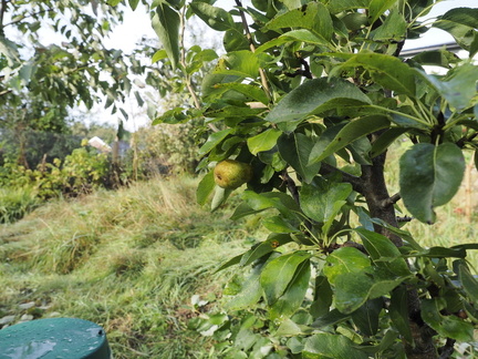 Single, solitary pear