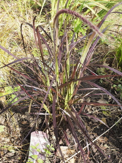 New Pennisetum