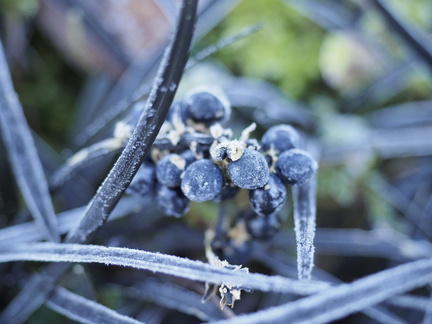 Ophiopogon
