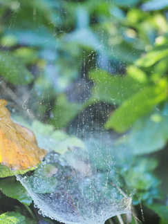Cobwebs