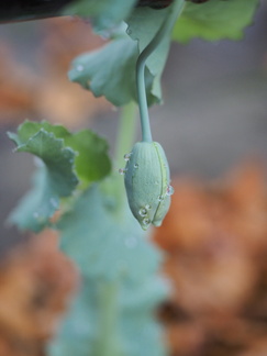 Poppy