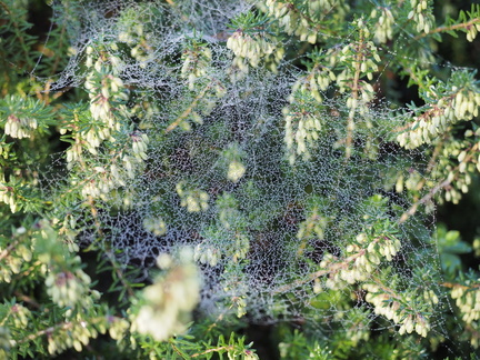 Cobwebs