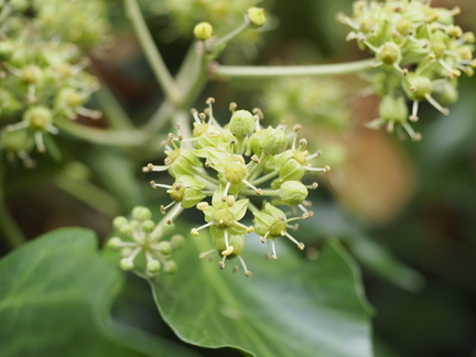 Ivy flowers