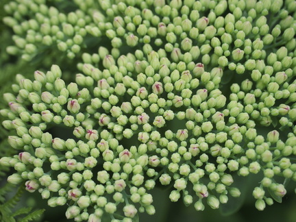 Hylotelephium