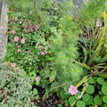 Gardens at Bolton Hospice