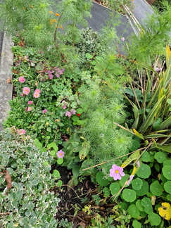 Gardens at Bolton Hospice