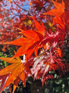 Japanese maple