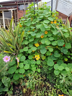 Gardens at Bolton Hospice