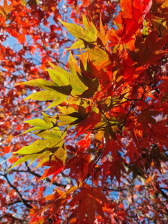 Japanese maple