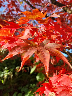 Japanese maple