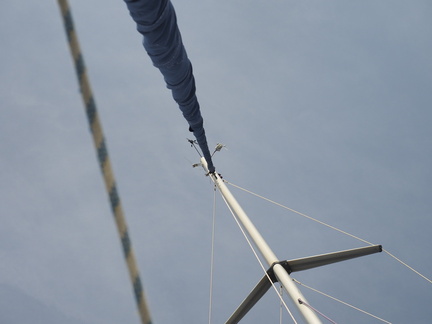 Mast