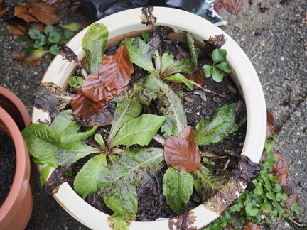 Primula japonica