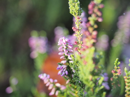 Heather