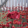 Ceramic poppies