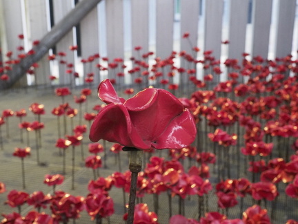 Ceramic poppies