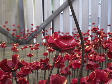 Ceramic poppies