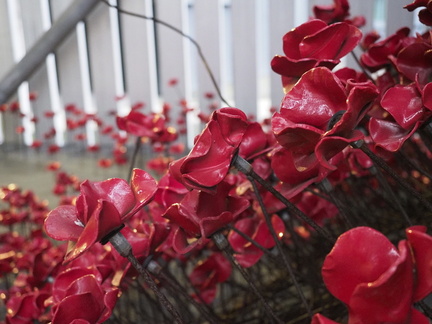 Ceramic poppies