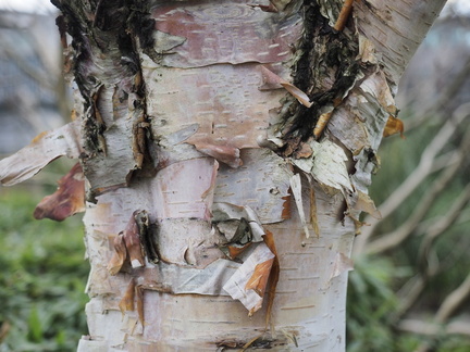 Birch