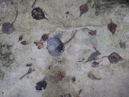 Leaves