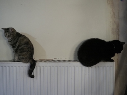 Smokey and Timber
