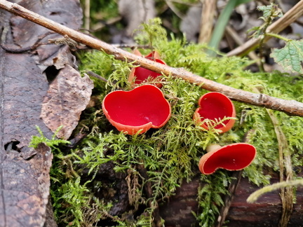 Interesting fungus