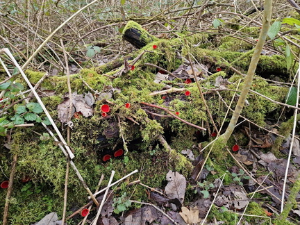 Interesting fungus