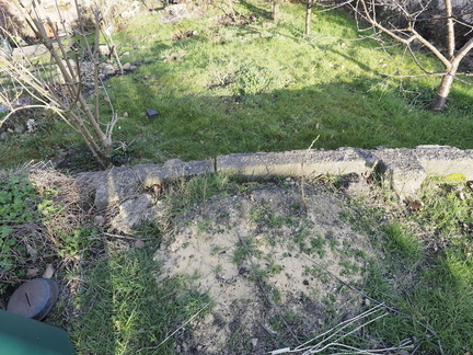 Blackcurrant cuttings