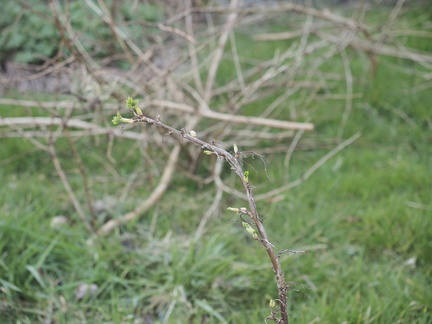 Blackcurrant cuttings