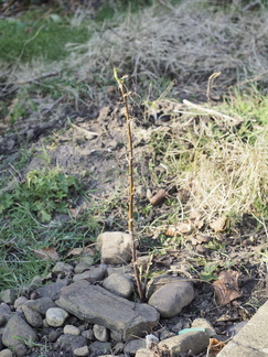 Blackcurrant cuttings