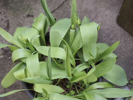Tulips
